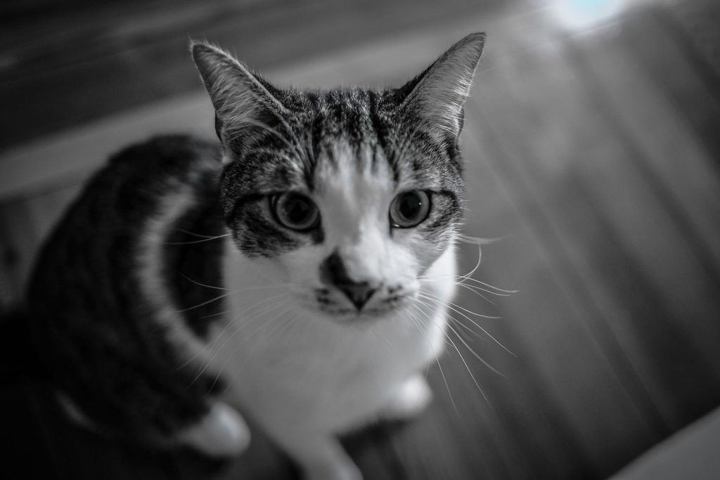 Dramatic close-up of a domestic cat's face with a blurred background.