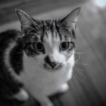Dramatic close-up of a domestic cat's face with a blurred background.