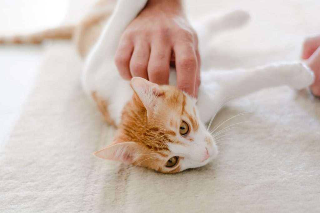A playful domestic cat enjoys being petted indoors, displaying affectionate behavior.