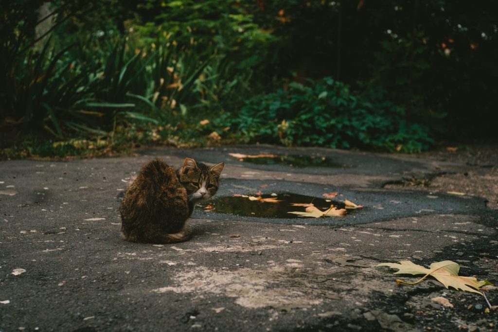 A cozy tabby cat sits on a leafy pavement, surrounded by a serene garden setting.