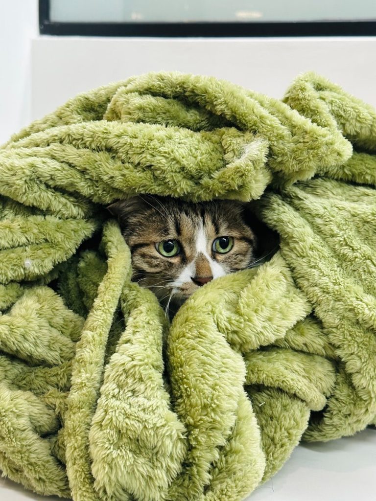 a cat hiding in a pile of green blankets