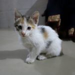 a kitten sitting on the floor
