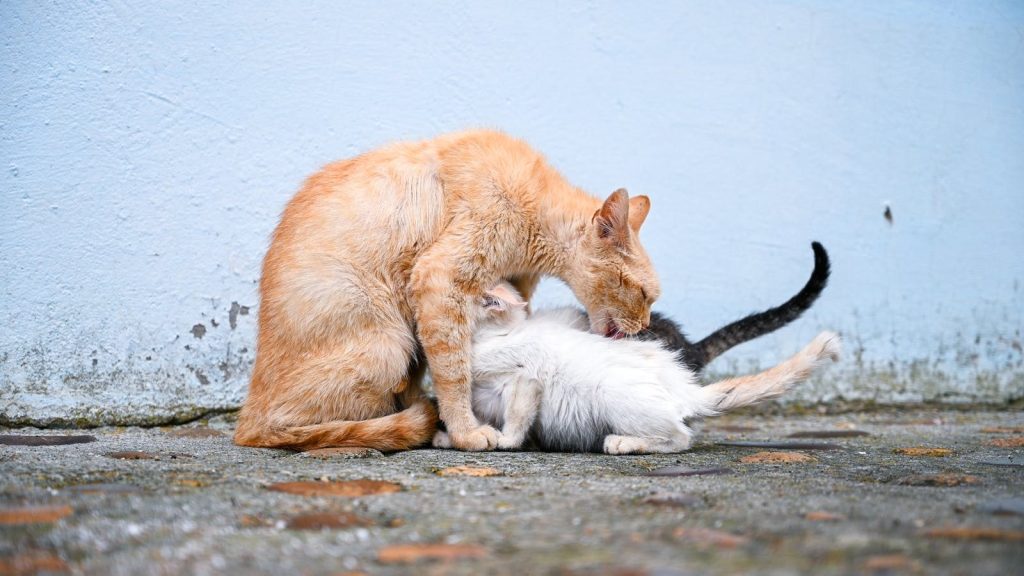 A mother cat lovingly grooms her kittens against a blue wall.