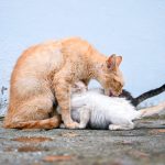A mother cat lovingly grooms her kittens against a blue wall.