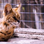 A striking serval cat resting in a natural setting, showcasing its distinct spotted coat and attentive eyes.