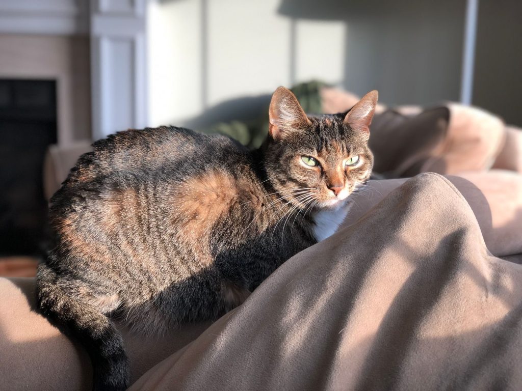 A peaceful tabby cat basks in sunlight on a cozy indoor sofa, capturing a serene moment.