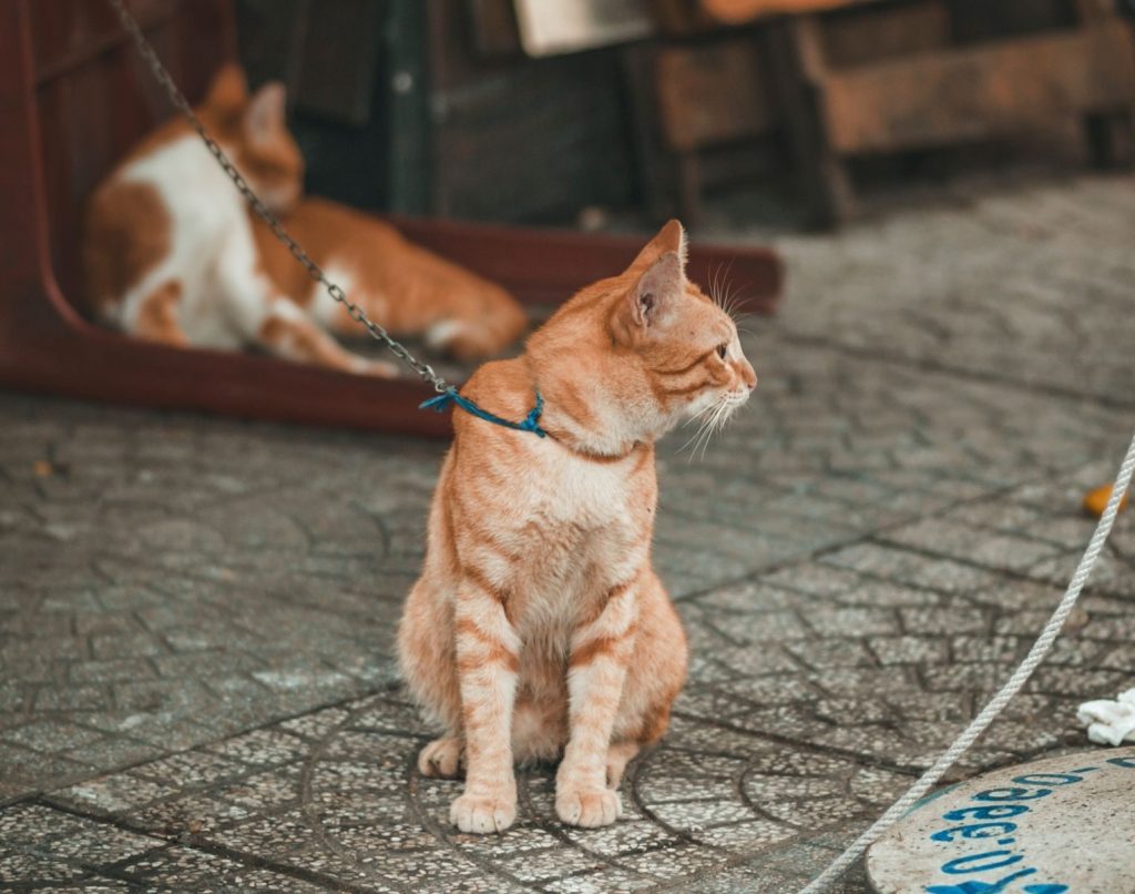 Close-up of a tabby cat sitting on a stone pavement, chained and looking sideways.
