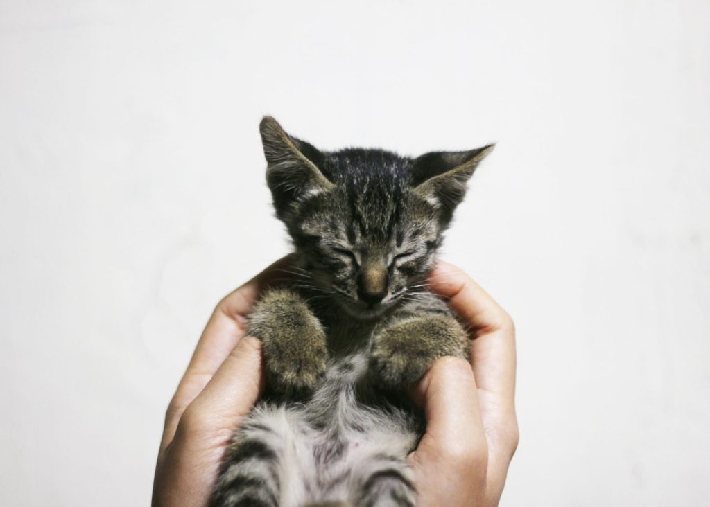 A cute sleepy tabby kitten held gently in human hands, evoking calmness.