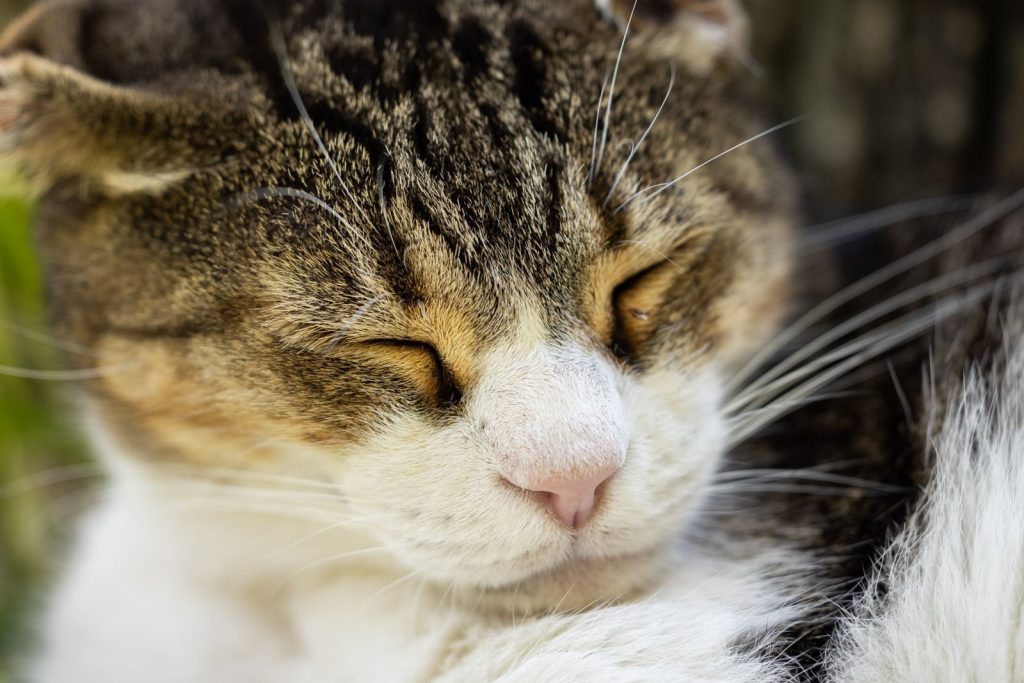 A close-up of a content tabby cat with closed eyes, showcasing its soft fur and whiskers.