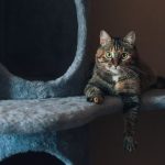 A content tabby cat lounges on a plush cat tree, casting a curious gaze indoors.