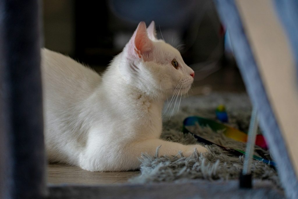 a white cat is laying on the floor