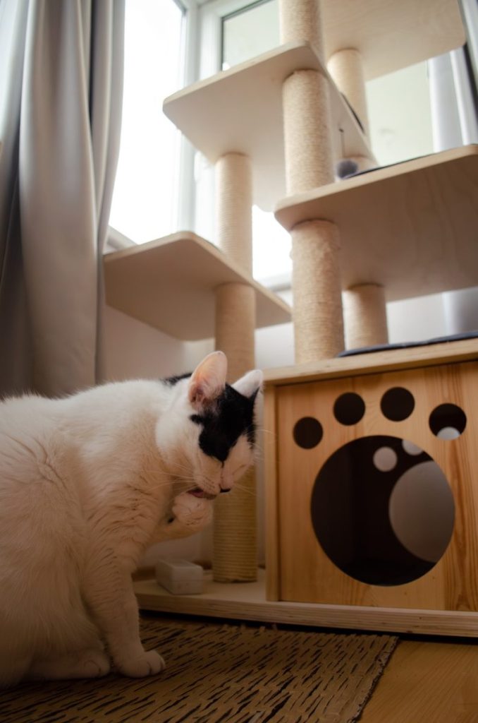 a black and white cat sitting in front of a cat tree