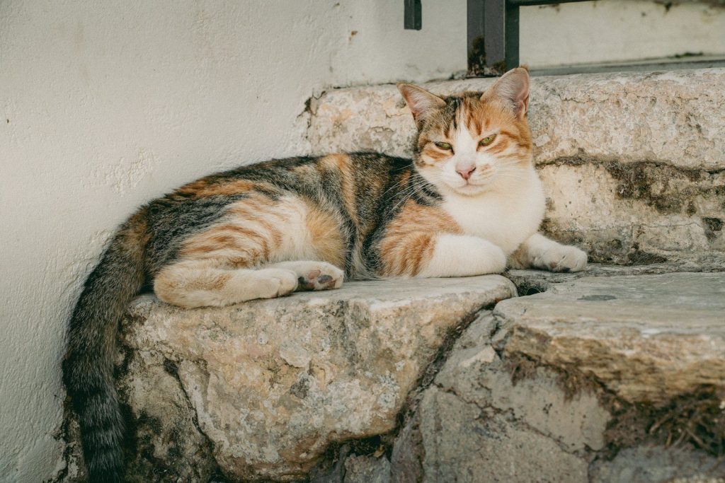 A calico cat rests on stone steps in sunlight.