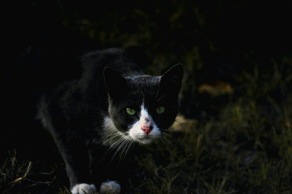 A black and white cat walking in the grass