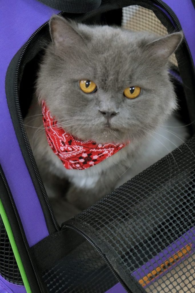 A gray cat sitting in a purple suitcase