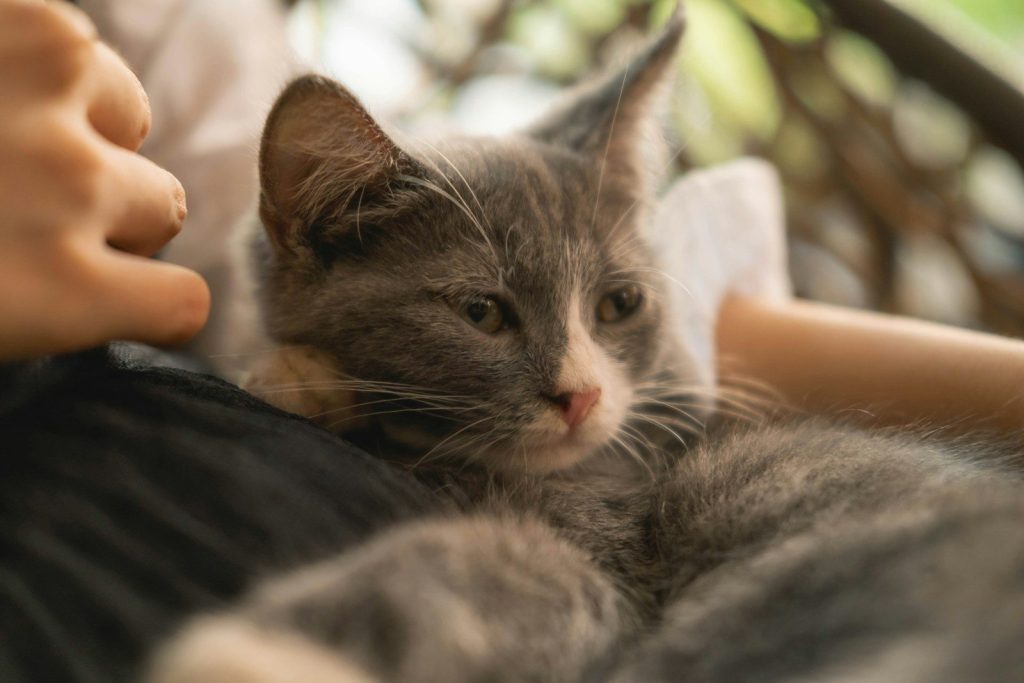A kitten being held by a person