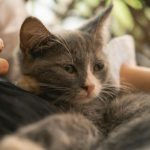 A kitten being held by a person