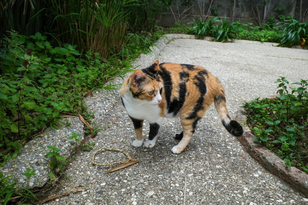 A calico cat stands on a paved path.