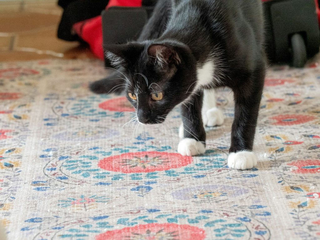A black and white kitten stands on a patterned rug.