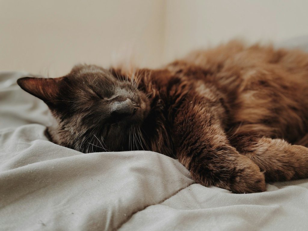 a cat is sleeping on a bed with white sheets