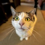 white and grey cat