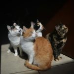 four assorted breeds of cats