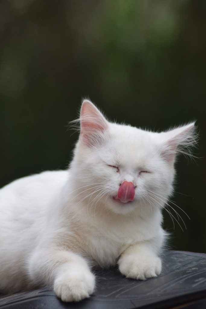 a white cat with its tongue out
