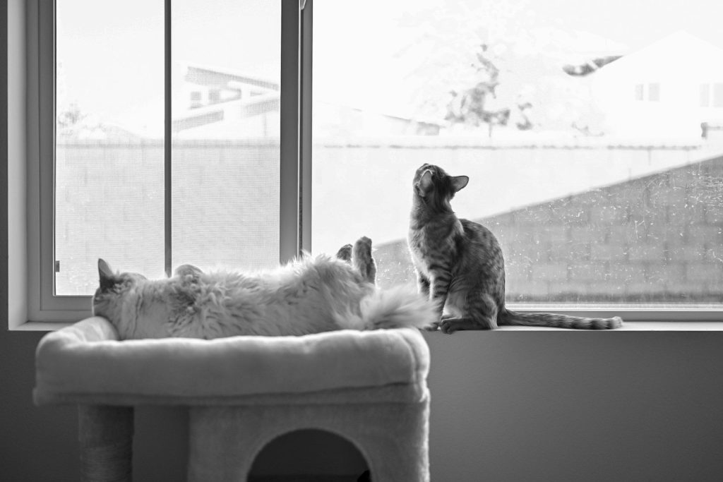 cats sitting on a window sill