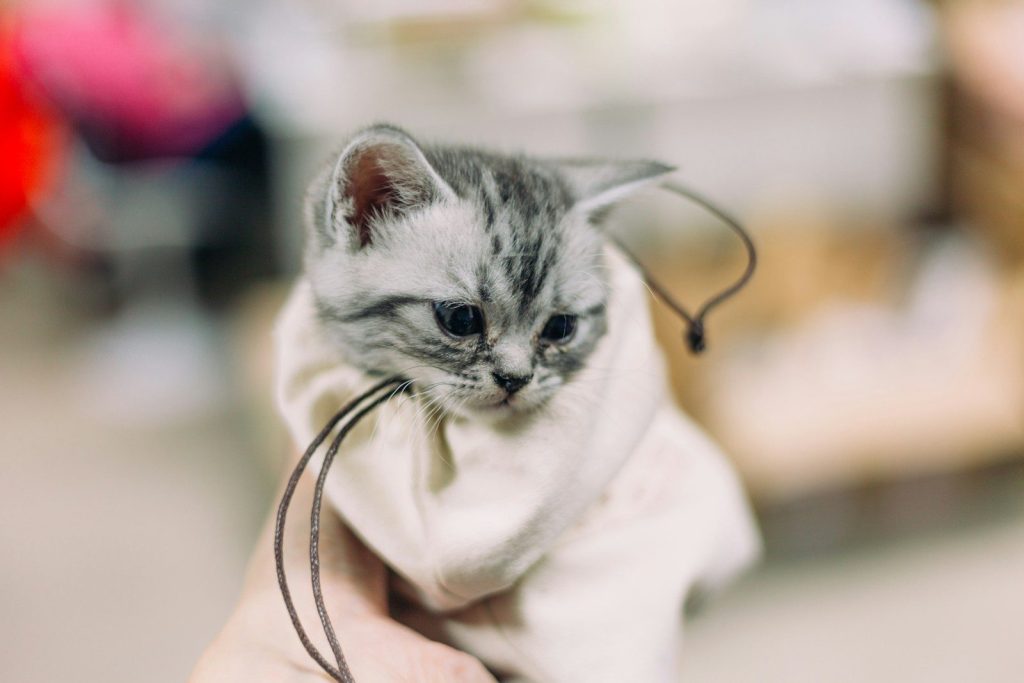 white and gray cat on brown leather bag