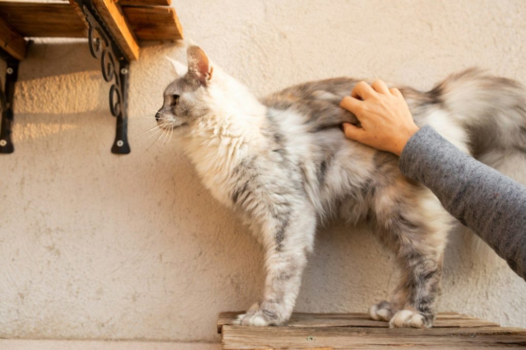 a person petting a cat on the side of a building
