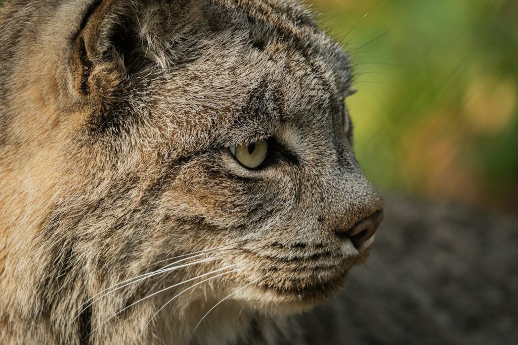 A close up of a cat with a blurry background