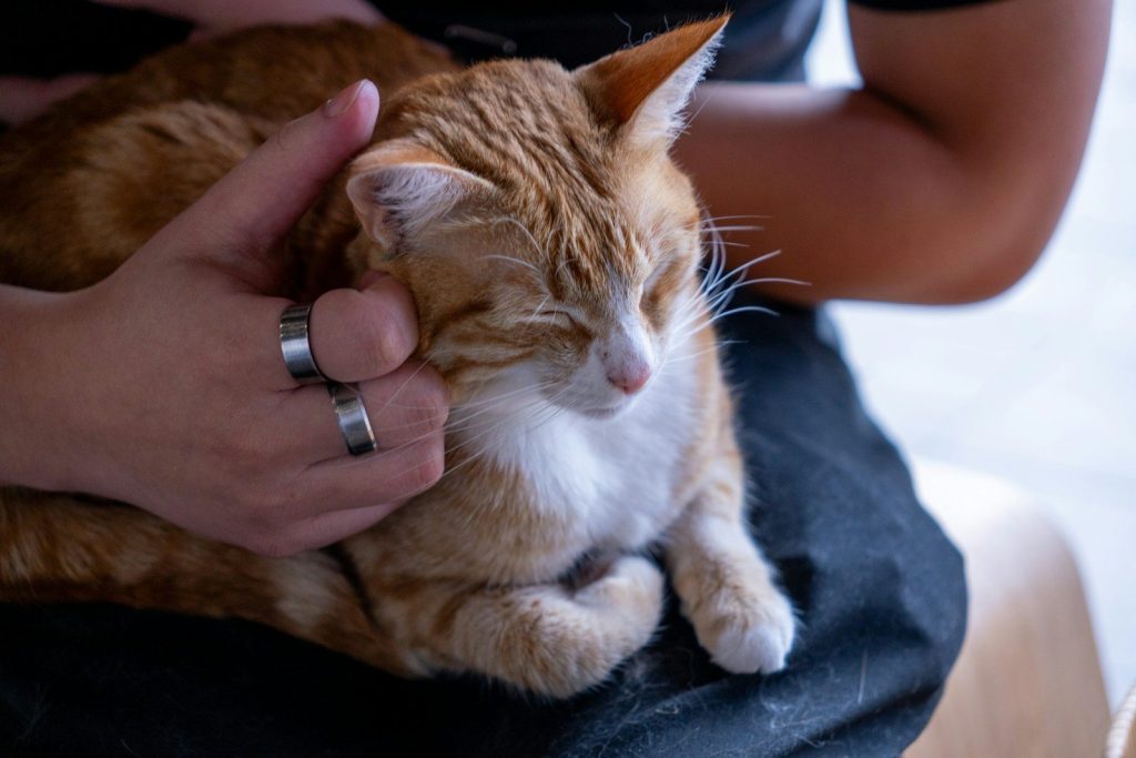 A cat enjoys a gentle petting session.