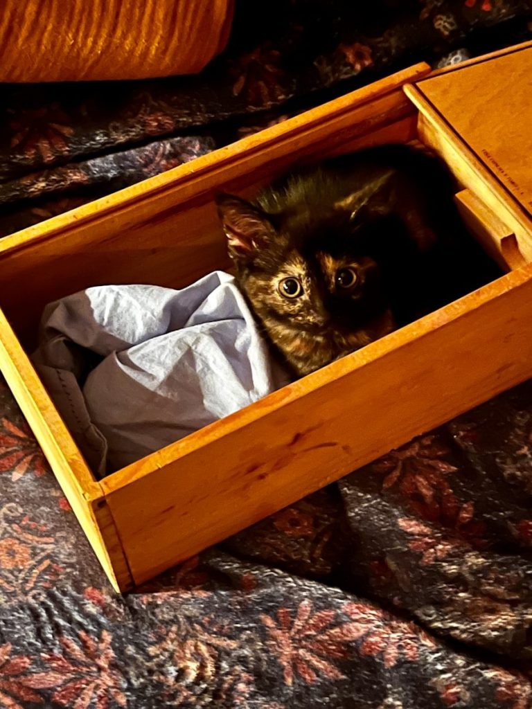 a cat in a box