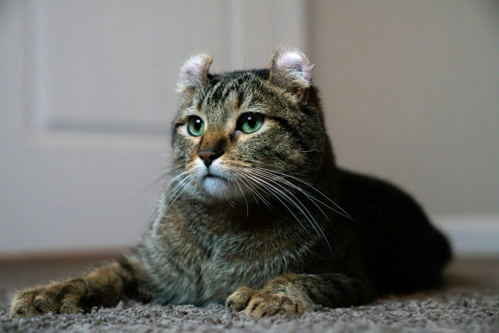 A tabby cat with curled ears lies on a carpet.