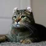 A tabby cat with curled ears lies on a carpet.