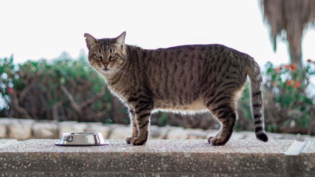 brown tabby cat on gray concrete pavement