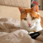 An orange and white cat rests on a bed.