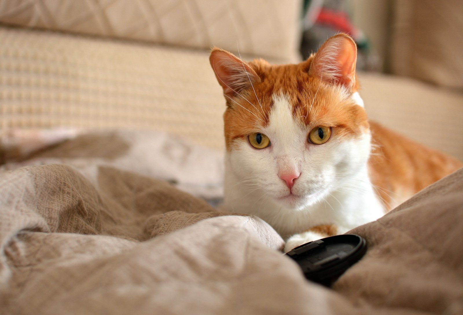 An orange and white cat rests on a bed.