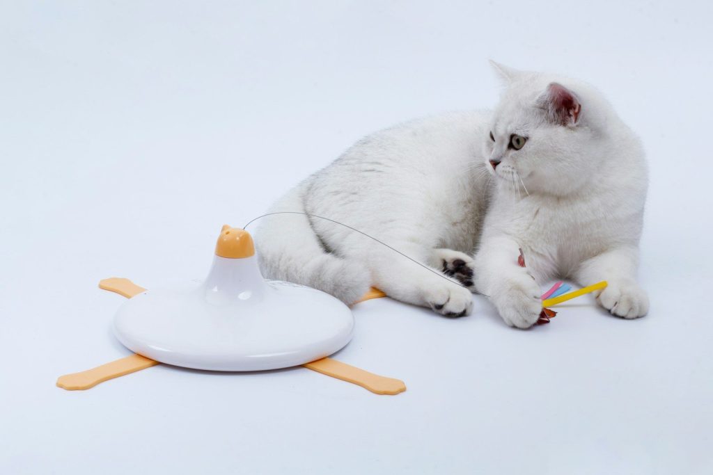 a cat lying on a plate with a toy