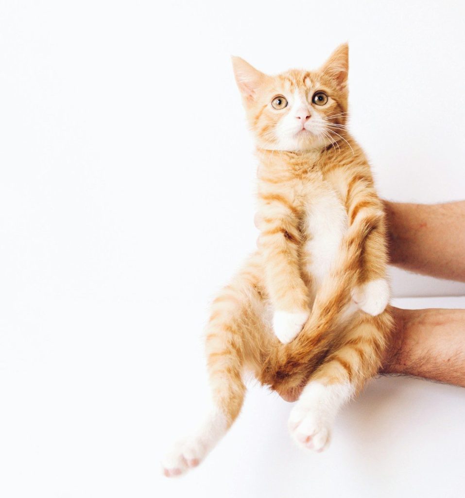 orange tabby cat