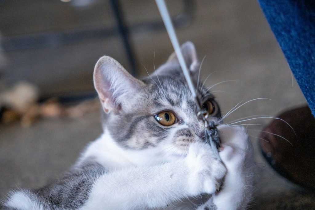 Cat excitedly plays with a string.