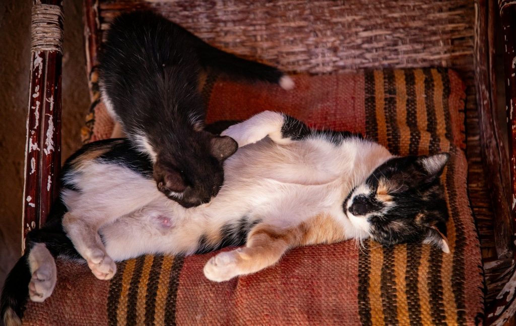 Kitten playfully attacks a sleeping calico cat.