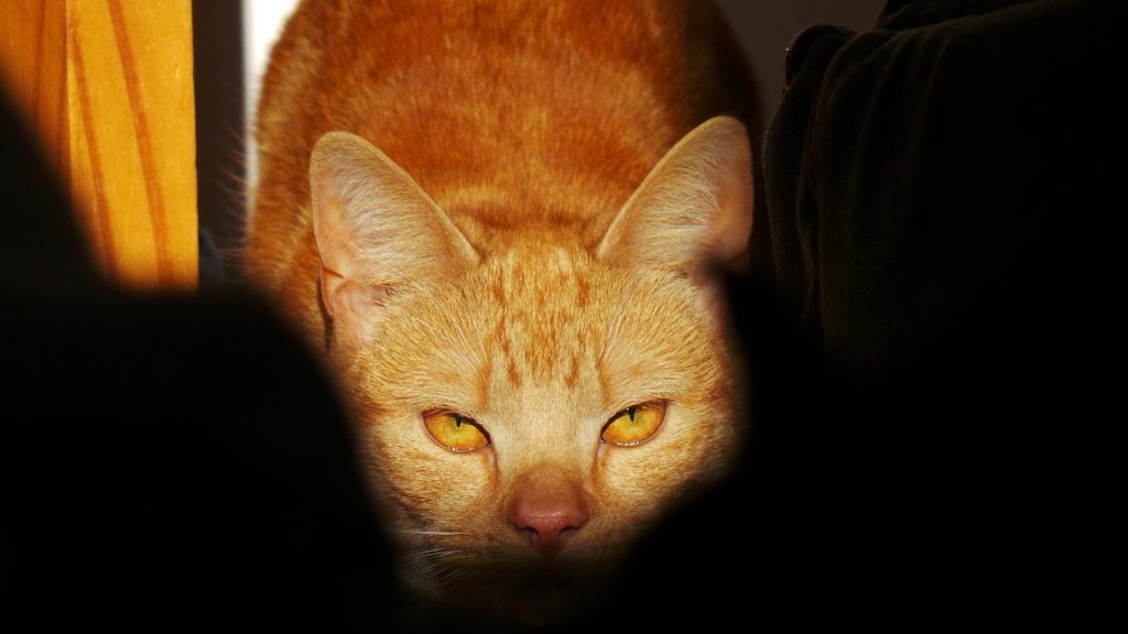 An orange cat peers out from the shadows.