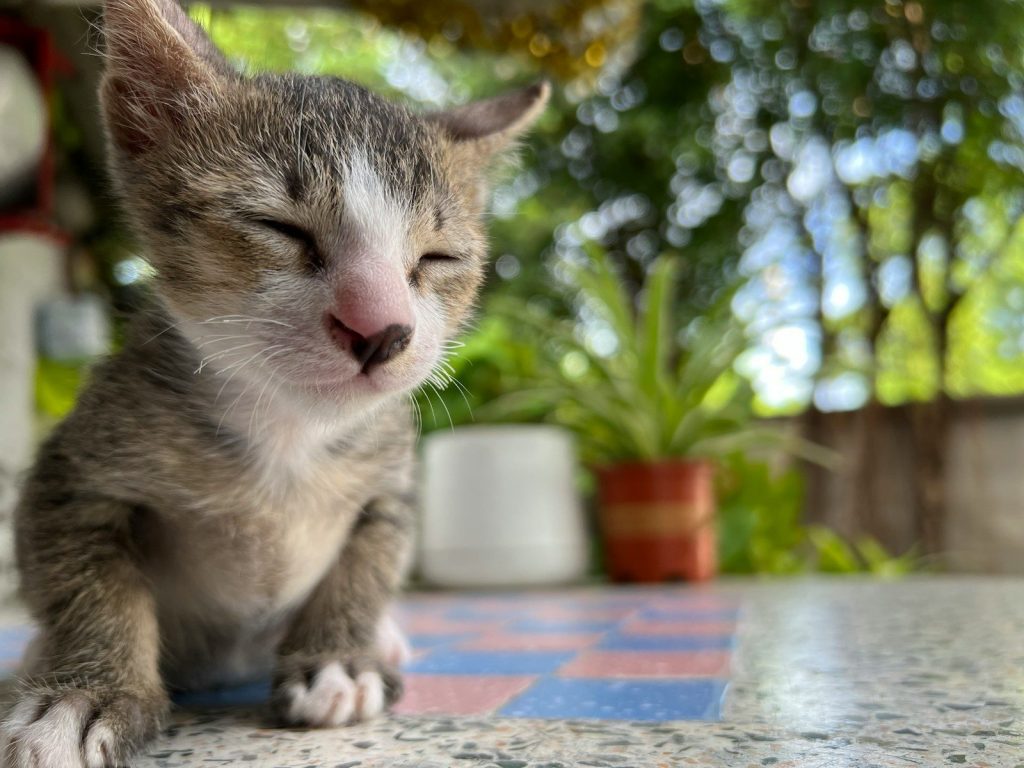 a cat lying on a tile floor