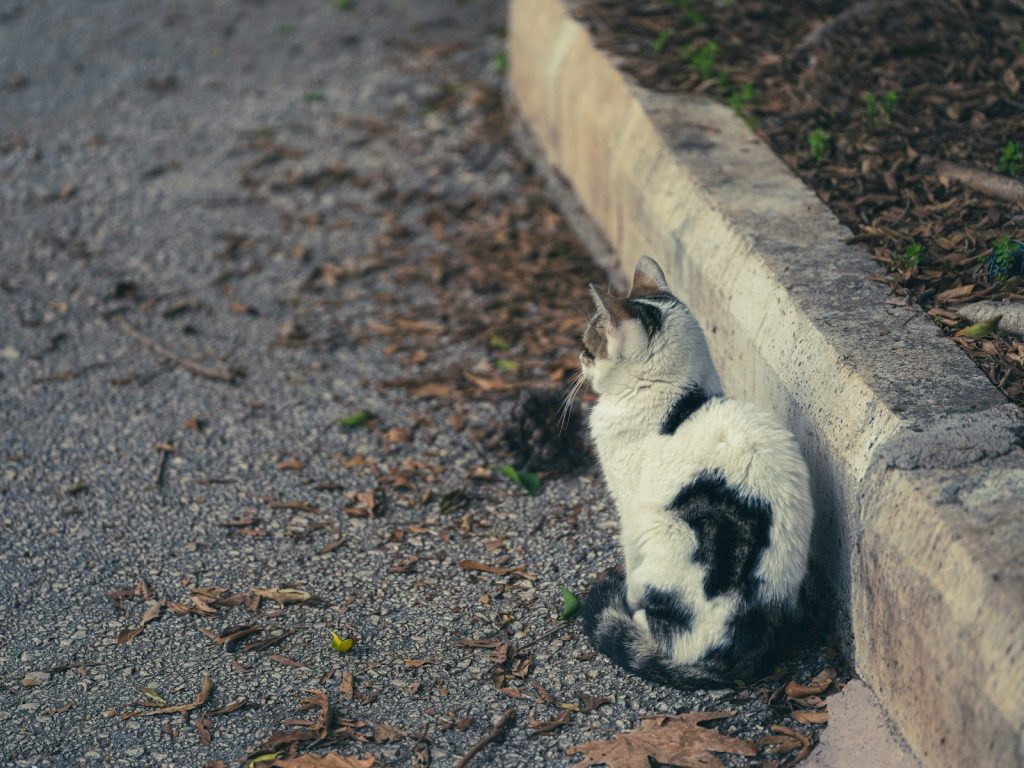 A black and white cat laying on the side of a road