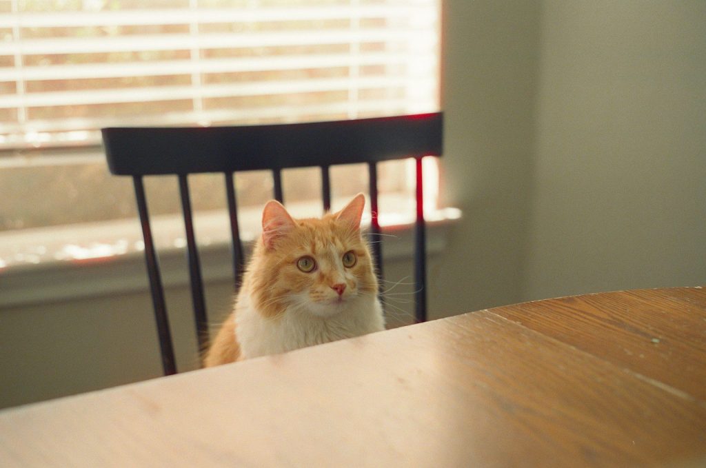 An orange and white cat sitting in a chair at a table