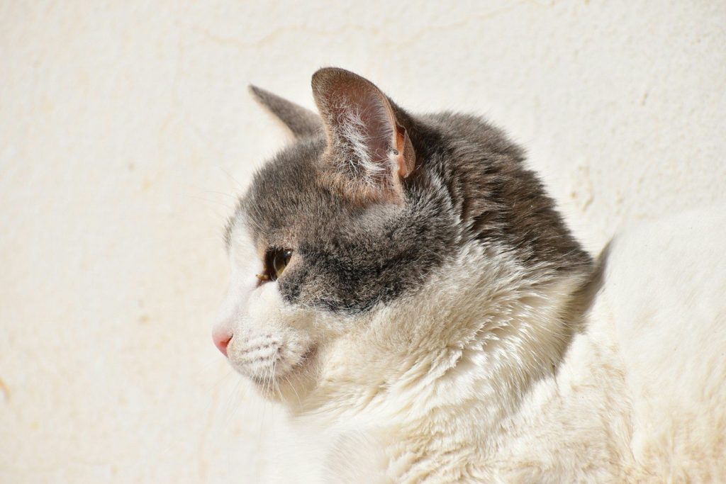 gray and white cat