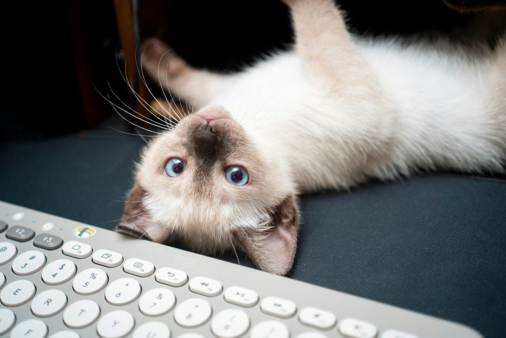 A cat laying on its back next to a keyboard