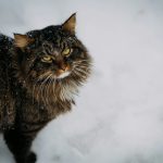 a cat standing in the snow looking at the camera
