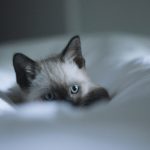 white and black cat on white textile